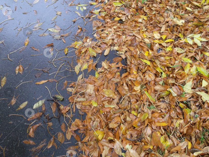 Скачать Мокрые осенние листья на асфальте. фотосток Ozero