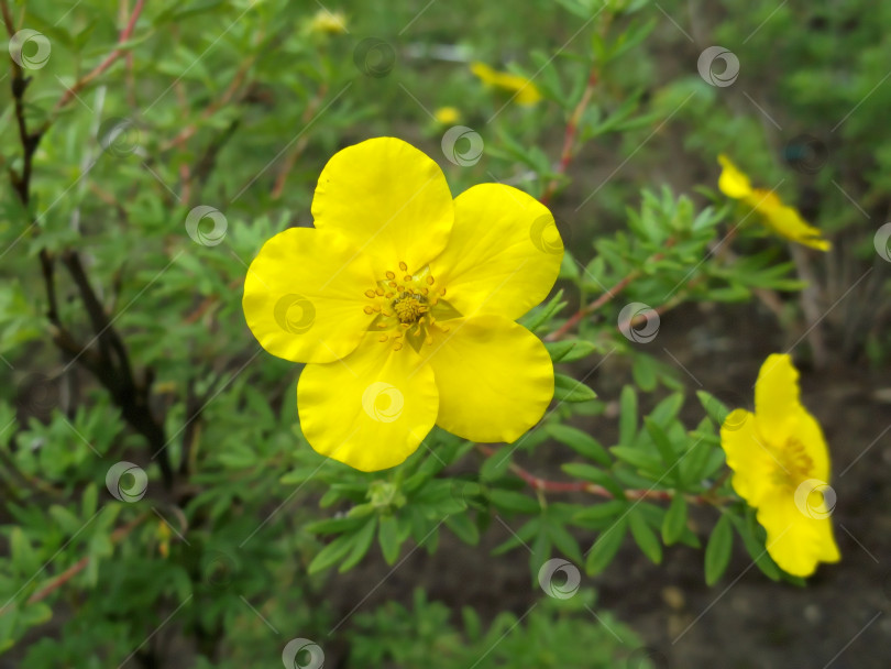 Скачать Желтый цветок. Красота природы. фотосток Ozero