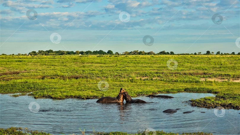 Скачать Два бегемота играют на болоте фотосток Ozero