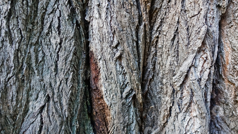 Скачать Кора старого дерева, текстура. фотосток Ozero