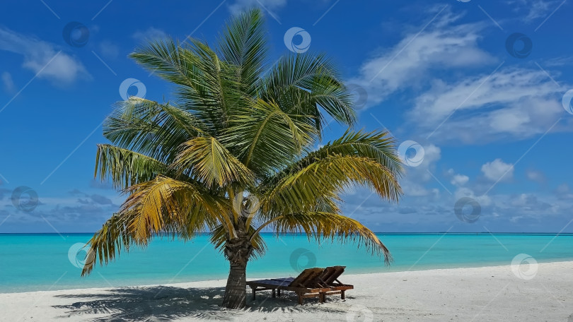 Скачать Пляж и одинокая пальма на белом песке. фотосток Ozero