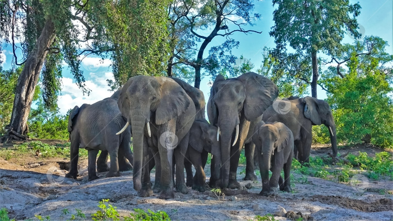 Скачать Семейство слонов в дикой природе. фотосток Ozero