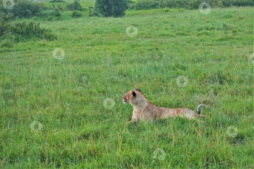 Скачать Дикая красивая львица лежит на зеленой траве саванны, внимательно смотрит по сторонам. = фотосток Ozero