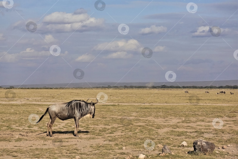 Скачать Дикие антилопы в африканской саванне. фотосток Ozero