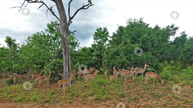 Скачать Большая группа антилоп в дикой природе. фотосток Ozero