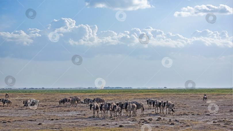 Скачать Миграция животных в Африке. Стадо антилоп гну стоит на сухой земле саванны. фотосток Ozero