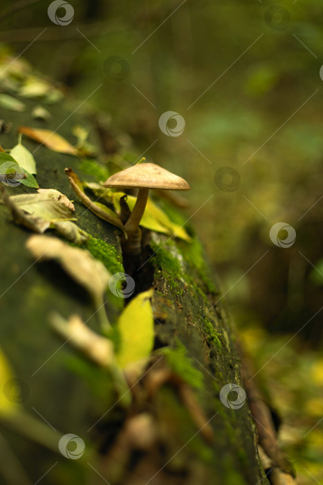 Скачать Маленький несъедобный гриб растет на дереве. Зеленые оттенки фотосток Ozero