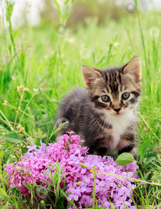 Скачать Маленький полосатый любопытный котенок смотрит в камеру. Котенок на зеленом лугу с цветами и сиренью. фотосток Ozero