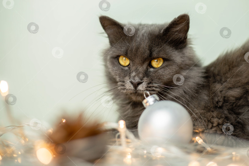 Скачать Серый пушистый кот с желтыми глазами смотрит в камеру на светлом фоне с гирляндами, елочными игрушками и шишками. Концепция Нового года и Рождества. Пространство для копирования фотосток Ozero