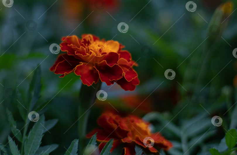 Скачать Цветет бархатцы Tagetes Patula в саду летом. Крупный план фотосток Ozero