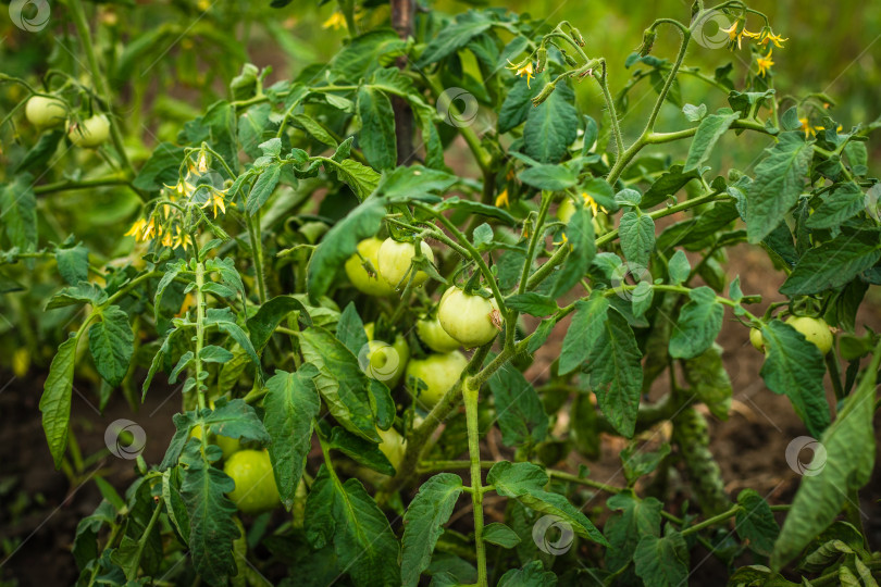 Скачать Зеленые помидоры на грядке. Сельское хозяйство и огород фотосток Ozero