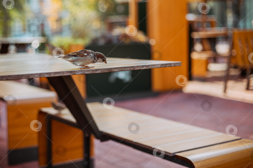 Скачать Маленький воробей сидит на столике в уличном кафе в поисках еды. Птица крупным планом фотосток Ozero