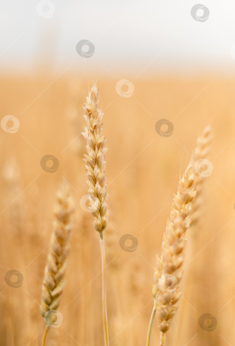 Скачать Крупный план колосьев пшеницы в поле в пасмурную погоду летом фотосток Ozero