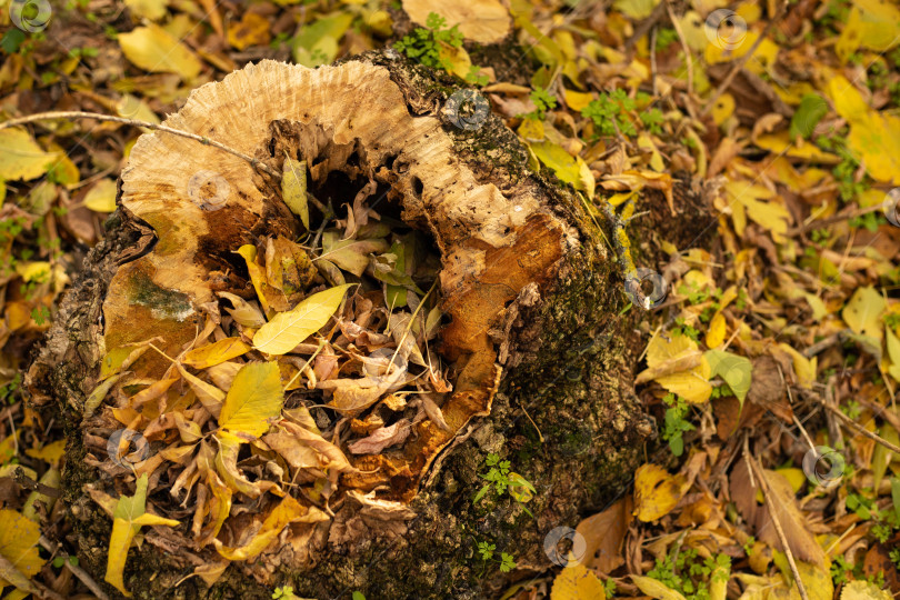 Скачать Старый осенний пень в лесу, заваленный листьями. Осенняя природа яркими красками фотосток Ozero