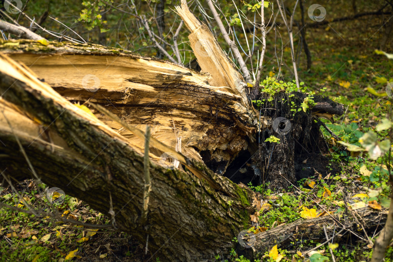 Скачать Огромное дерево, сломанное ветром в осеннем лесу. Крупный план фотосток Ozero