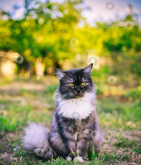 Скачать Пушистый кот сидит на траве и смотрит в сторону фотосток Ozero