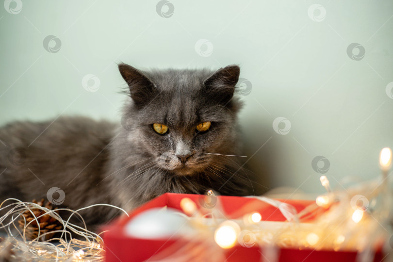 Скачать Серый пушистый кот задумчиво заглядывает в красную подарочную коробку с гирляндой. Концепция Нового года и Рождества. Пространство для копирования фотосток Ozero