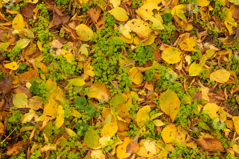 Скачать Желтые и оранжевые листья и зеленая трава в качестве фона. Подходит для сезонного использования. Пространство для копирования фотосток Ozero