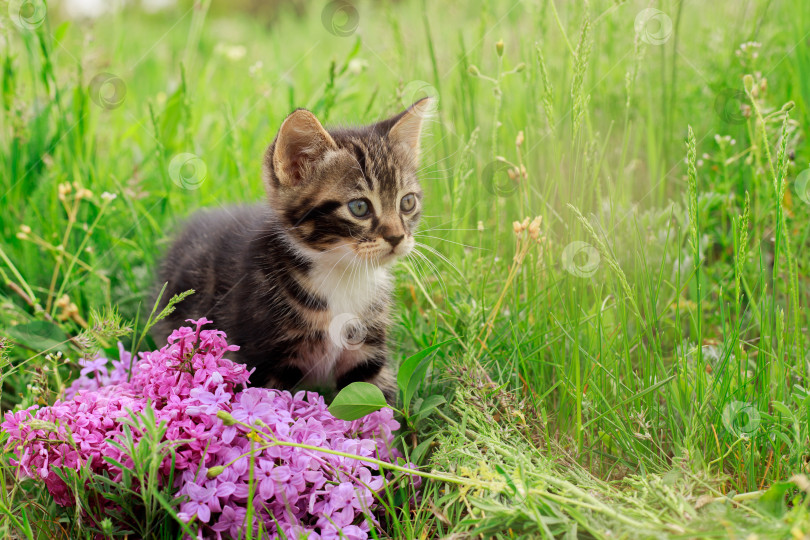 Скачать Котенок на зеленом лугу с цветами и сиренью. Красивый полосатый котенок с белой грудкой. фотосток Ozero