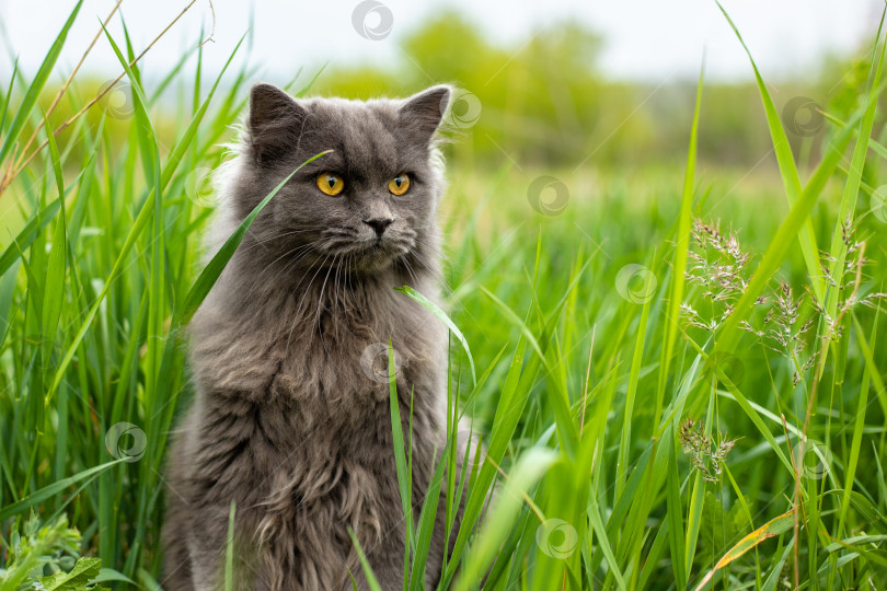 Скачать Очень пушистый серый кот сидит в траве и смотрит в сторону. Выгуливание домашних животных на природе в парке. Пространство для копирования фотосток Ozero