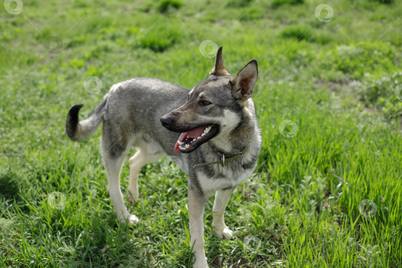 Скачать Чистокровная домашняя собака в ошейнике прогуливается по зеленой лужайке солнечным летним днем. фотосток Ozero