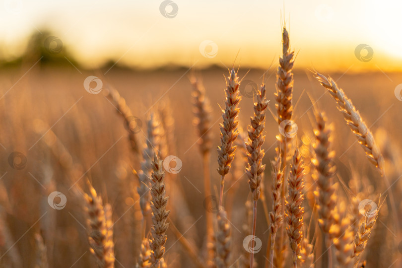 Скачать Золотые колосья пшеницы в поле. История сельского хозяйства фотосток Ozero
