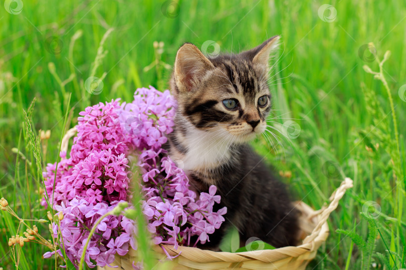 Скачать Котенок в корзинке с сиренью на фоне зеленой травы. Красивый полосатый котенок. фотосток Ozero