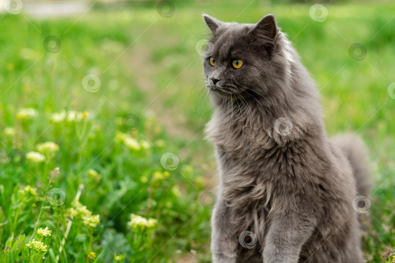 Скачать Пушистый серый кот стоит на двух лапах. Выглядывающий из травы. Пространство для копирования фотосток Ozero