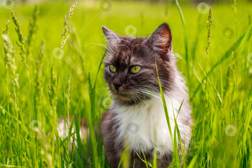 Скачать Пушистый кот сидит на траве солнечным летним днем фотосток Ozero