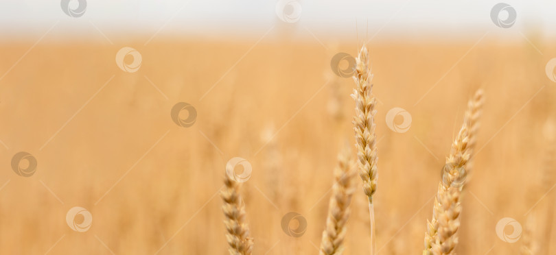 Скачать Летний фон с колосьями пшеницы, баннер. Пространство для копирования фотосток Ozero