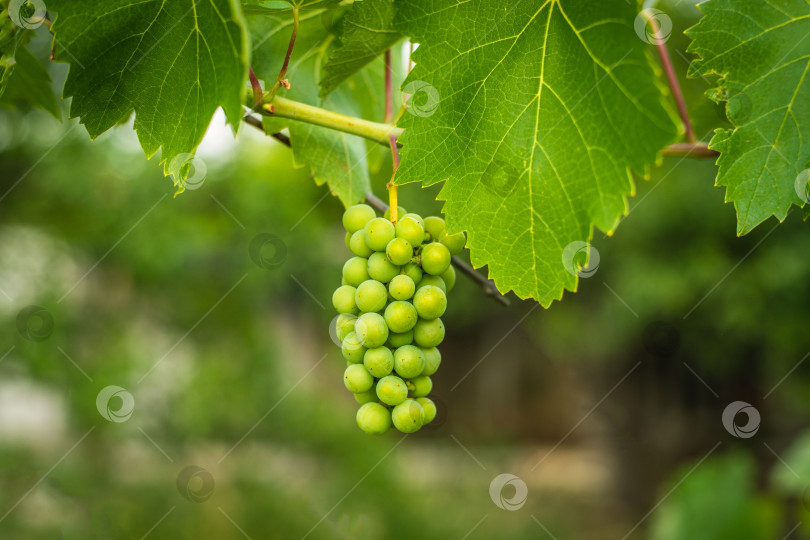 Скачать Созревающий белый виноград в саду. Сельскохозяйственное образование. фотосток Ozero