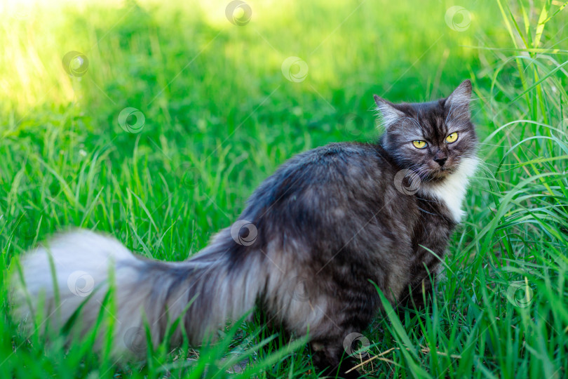Скачать Пушистый кот смотрит в камеру на фоне сочной травы фотосток Ozero