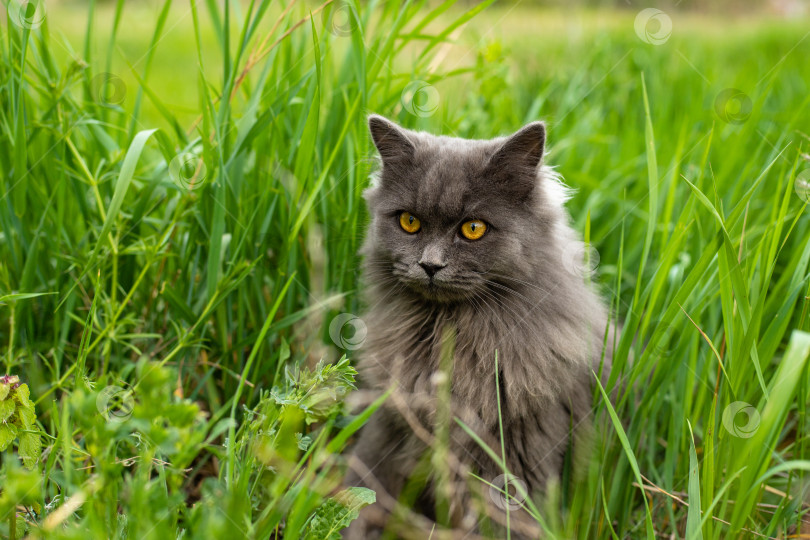 Скачать Очень пушистый кот сидит на зеленой траве солнечным летним днем фотосток Ozero