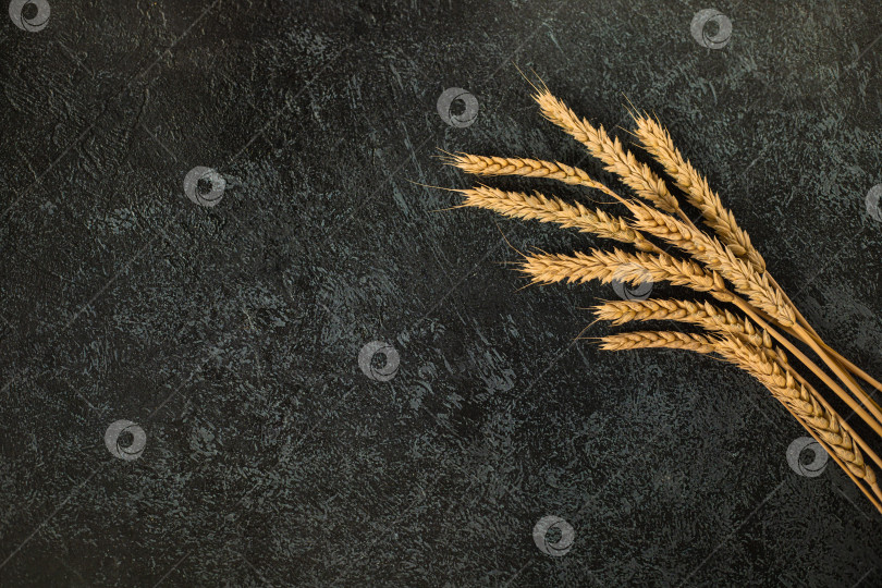 Скачать Пшеница на темном фоне с пространством для текста фотосток Ozero