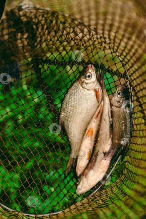 Скачать Рыбацкий улов, деревенская рыбалка фотосток Ozero