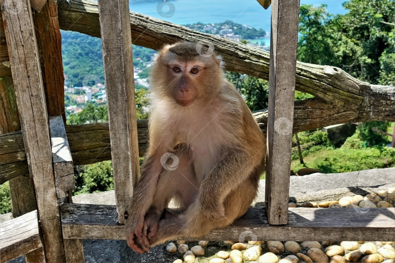 Скачать Милая пушистая обезьянка сидит на деревянном заборе. фотосток Ozero