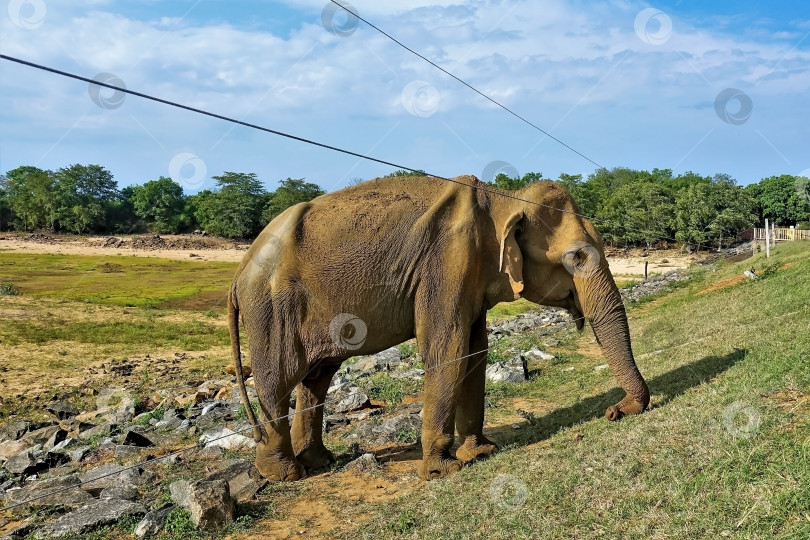 Скачать Старый слон стоит у проволочной ограды заповедника. фотосток Ozero