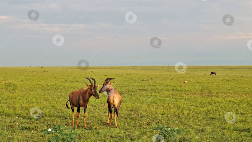 Скачать На переднем плане изображены две антилопы с закрученными рогами. фотосток Ozero