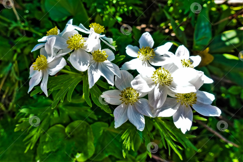 Скачать Белые цветы альпийских лугов. фотосток Ozero