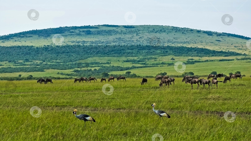 Скачать Два коронованных журавля прогуливаются по зеленой траве саванны, а стадо антилоп гну пасется на лугу. фотосток Ozero