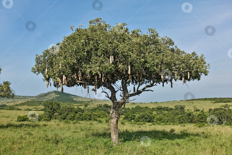 Скачать Колбасное дерево растет в саванне. фотосток Ozero