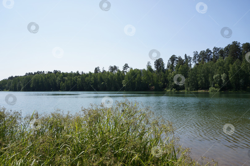 Скачать Лесное озеро июньским днем фотосток Ozero