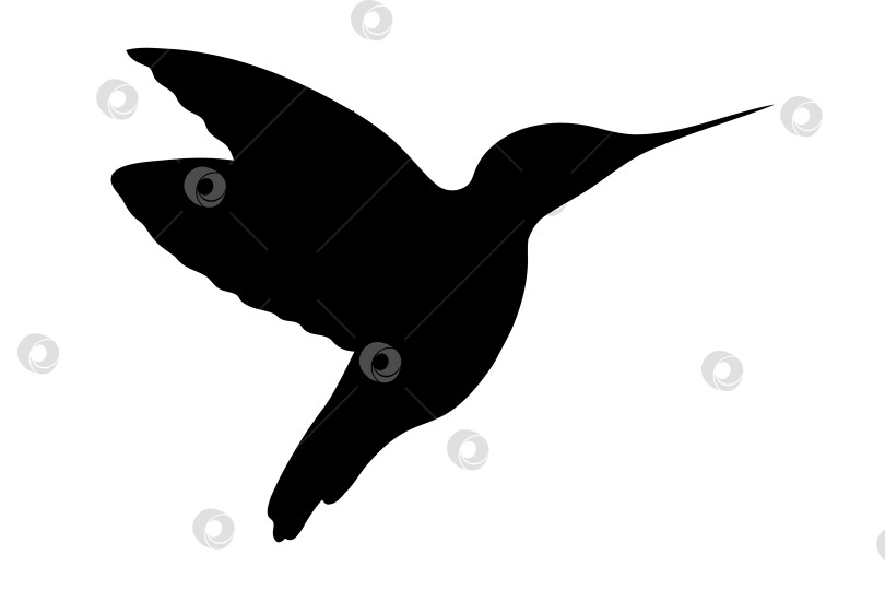 Скачать Силуэт птицы колибри в профиль. Вид летящей колибри сбоку. Тропическая птица. Наклейка в интерьере фотосток Ozero