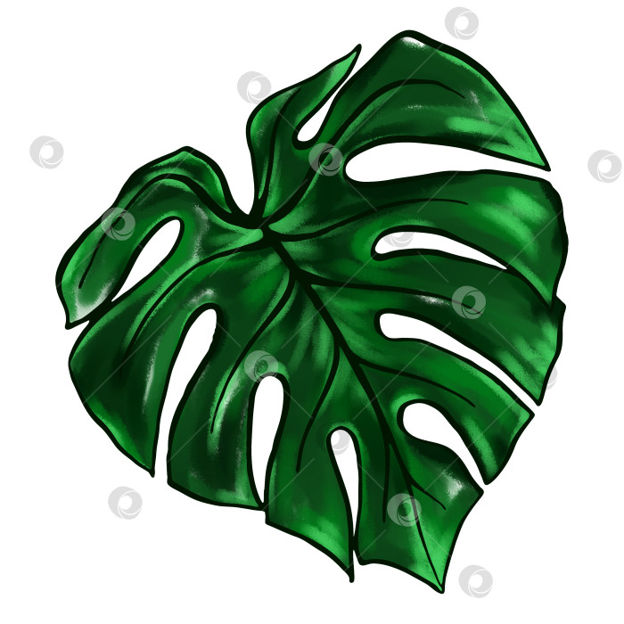 Скачать Зеленый лист монстеры тропическое растение акварель тушь линейное искусство рисованный от руки эскиз изолированное искусство фотосток Ozero