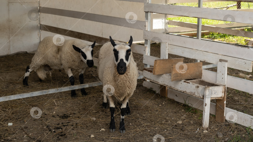 Скачать Овцы Керри Хилл на пастбище на ферме фотосток Ozero
