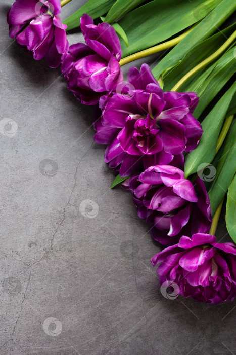 Скачать Букет тюльпанов на темно-сером фоне фотосток Ozero