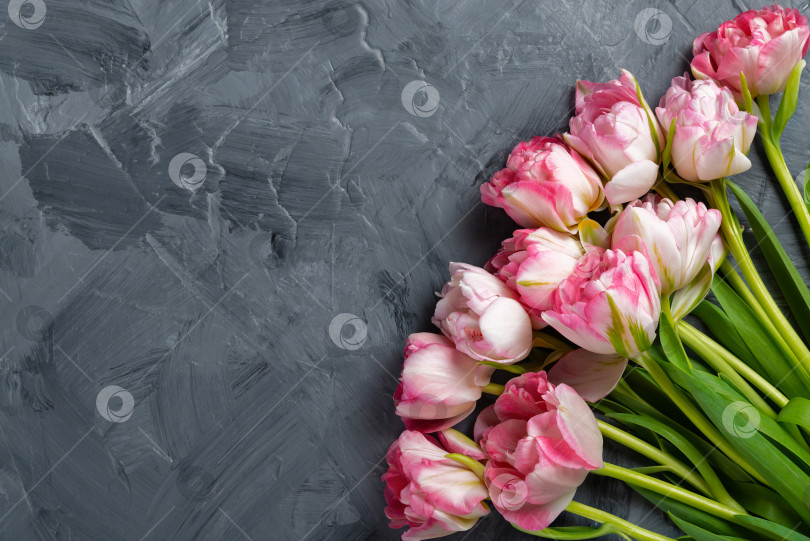Скачать Красивые розовые весенние тюльпаны на сером фоне, ровно лежащие. Космос фотосток Ozero