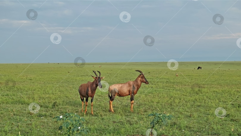 Скачать Антилопы Бубал стоят на зеленой траве саванны. фотосток Ozero