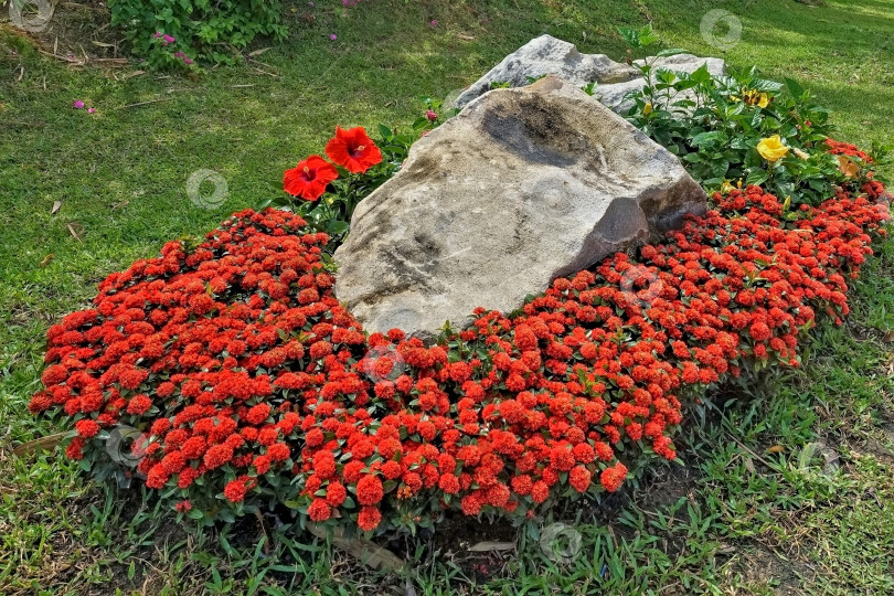 Скачать Клумба в парке. На лужайке большой камень окружен маленькими красными бутонами. фотосток Ozero