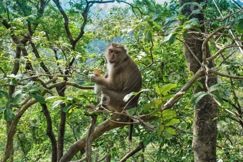 Скачать Пушистая обезьянка сидит на ветвях дерева, смотрит в камеру фотосток Ozero
